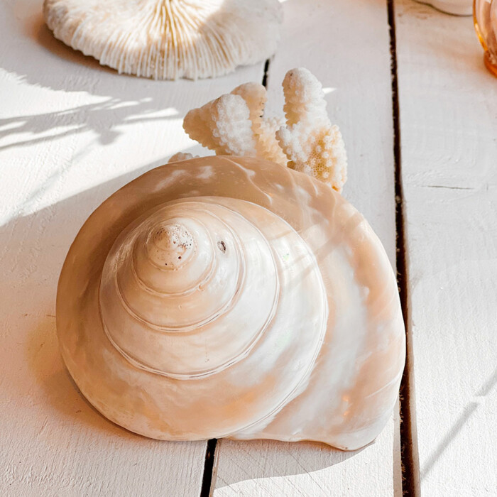 Coquillage escargot nacré L vintage