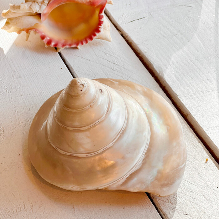 Coquillage escargot nacré L vintage – Image 3