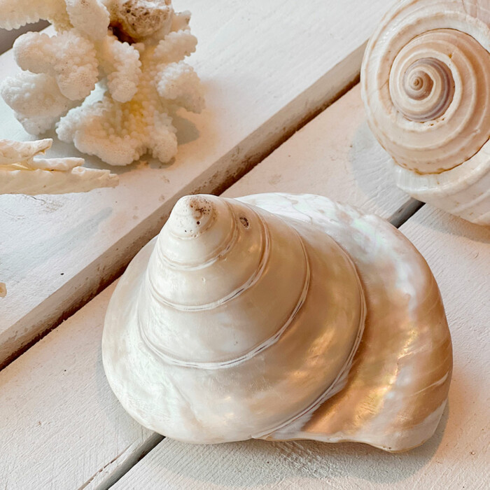 Coquillage escargot nacré L vintage – Image 4