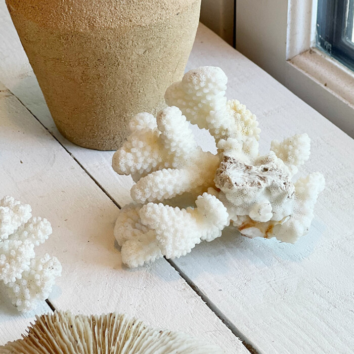 Corail blanc vintage L